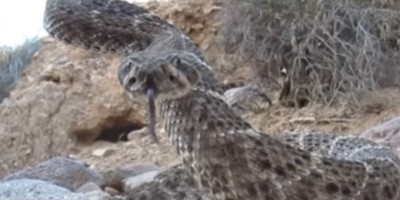 Reno snake